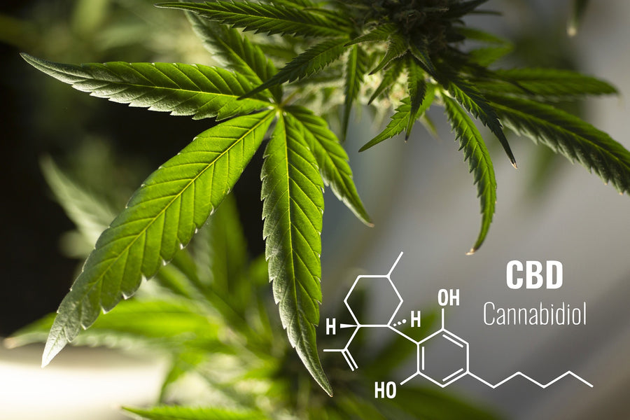 Che cos’è il CBD: tutto quello che devi sapere
