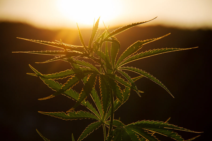 CBD: Cannabis Baciata Dal… Sole!
