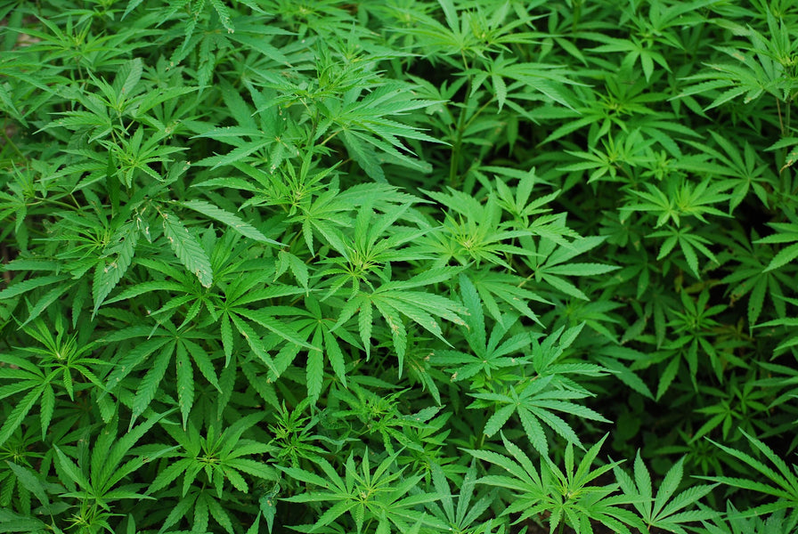 10 curiosità sulla cannabis che forse non sai