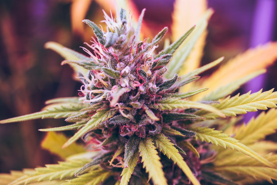 Dove è legale la cannabis? Scopri gli Stati in cui è legale la marijuana