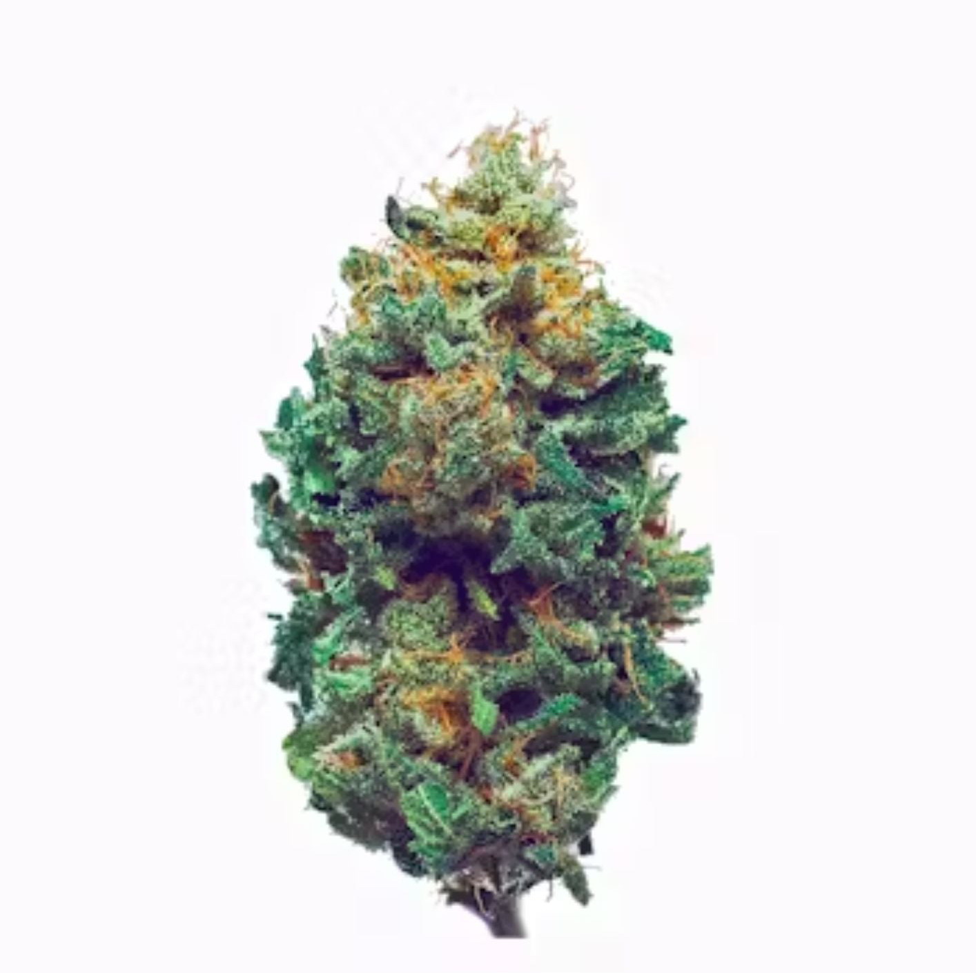 Harlequin - 10g - Greenhouse (🪴dec24)