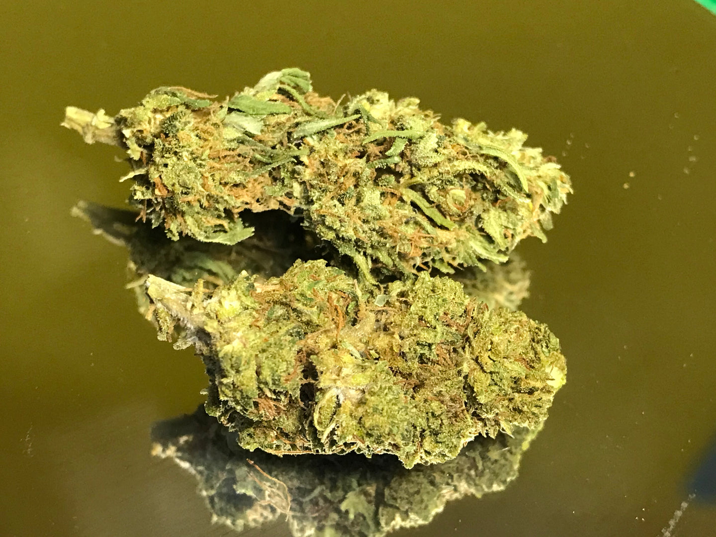 Black Domina