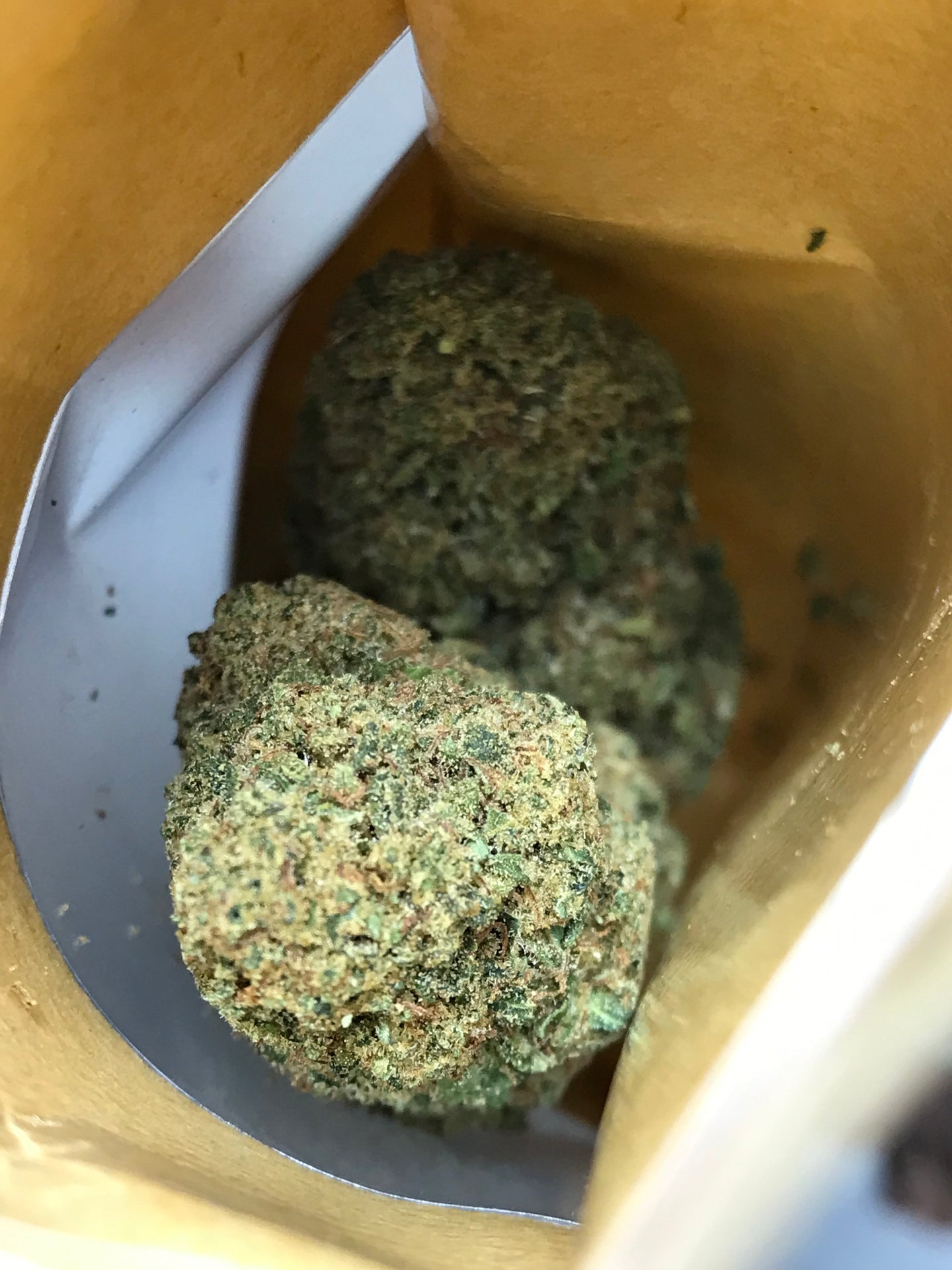 Cream Caramel - Greenhouse