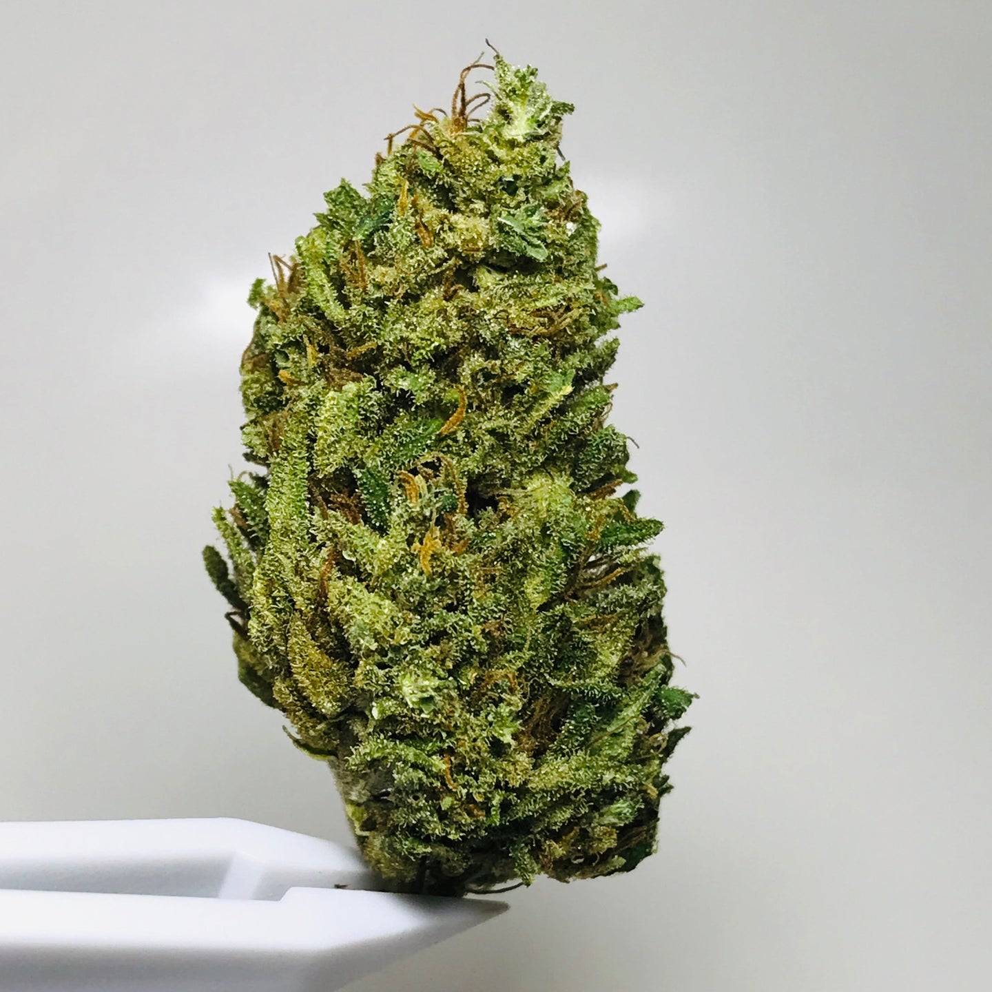 Lemon skunk