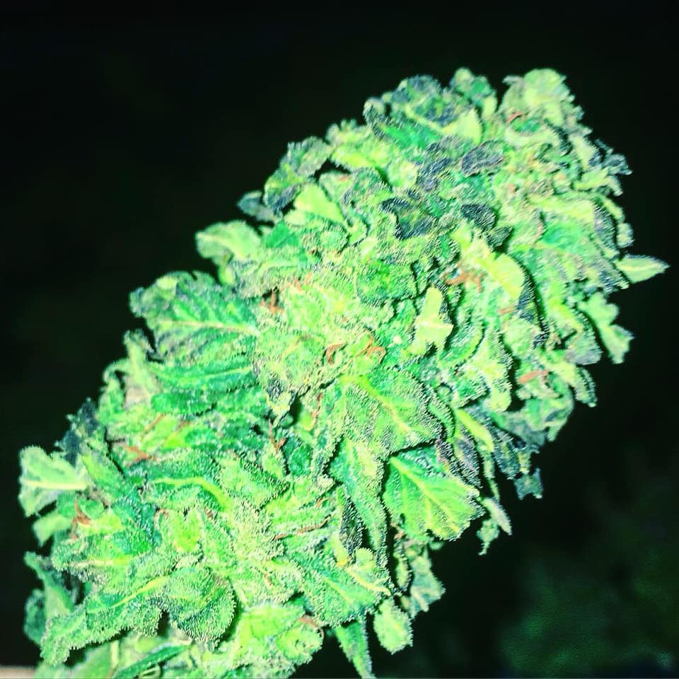 GREEN - CBD STRONG